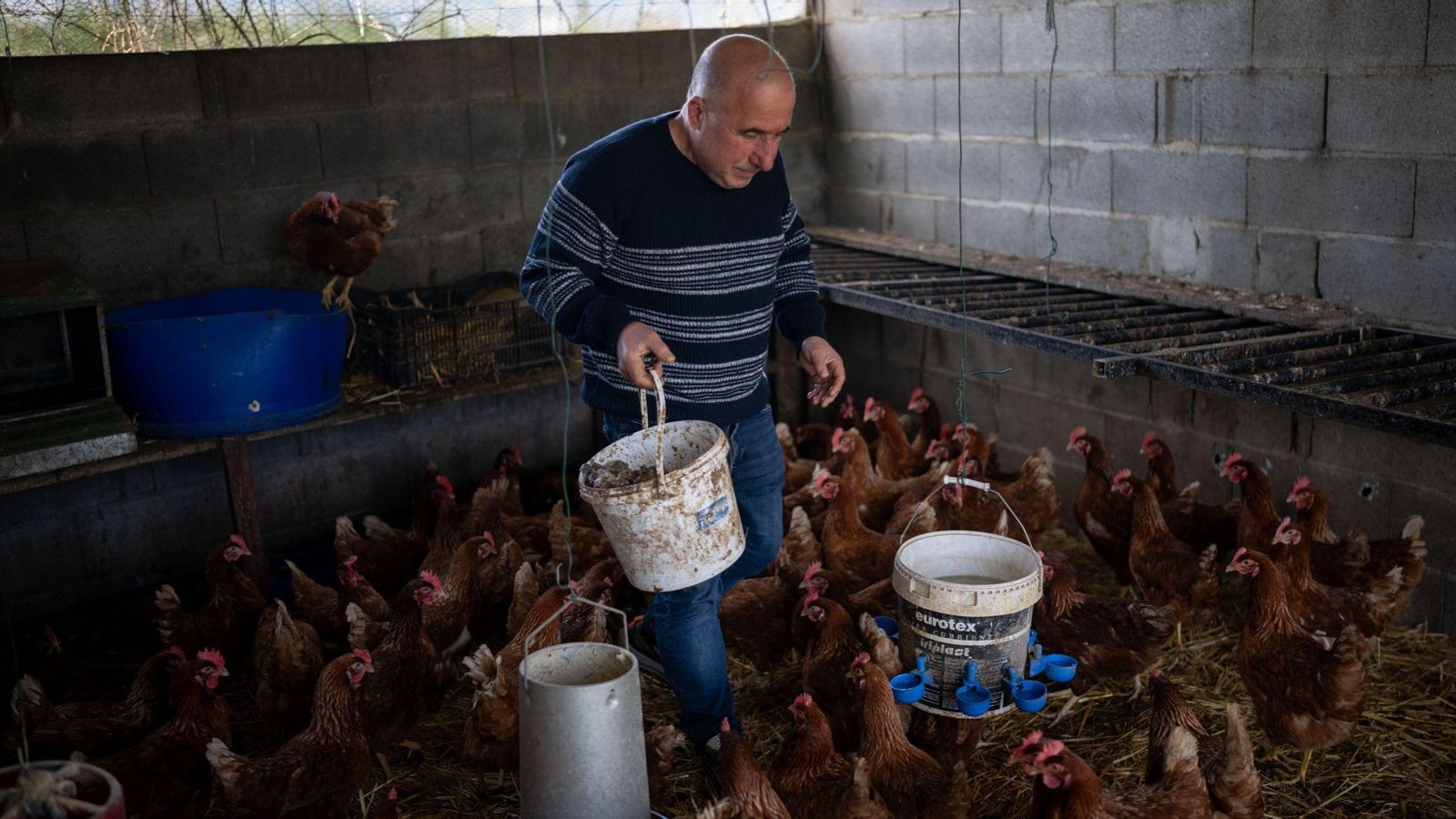 Cesáreo se afana con las tareas diarias de alimentación de las gallinas.