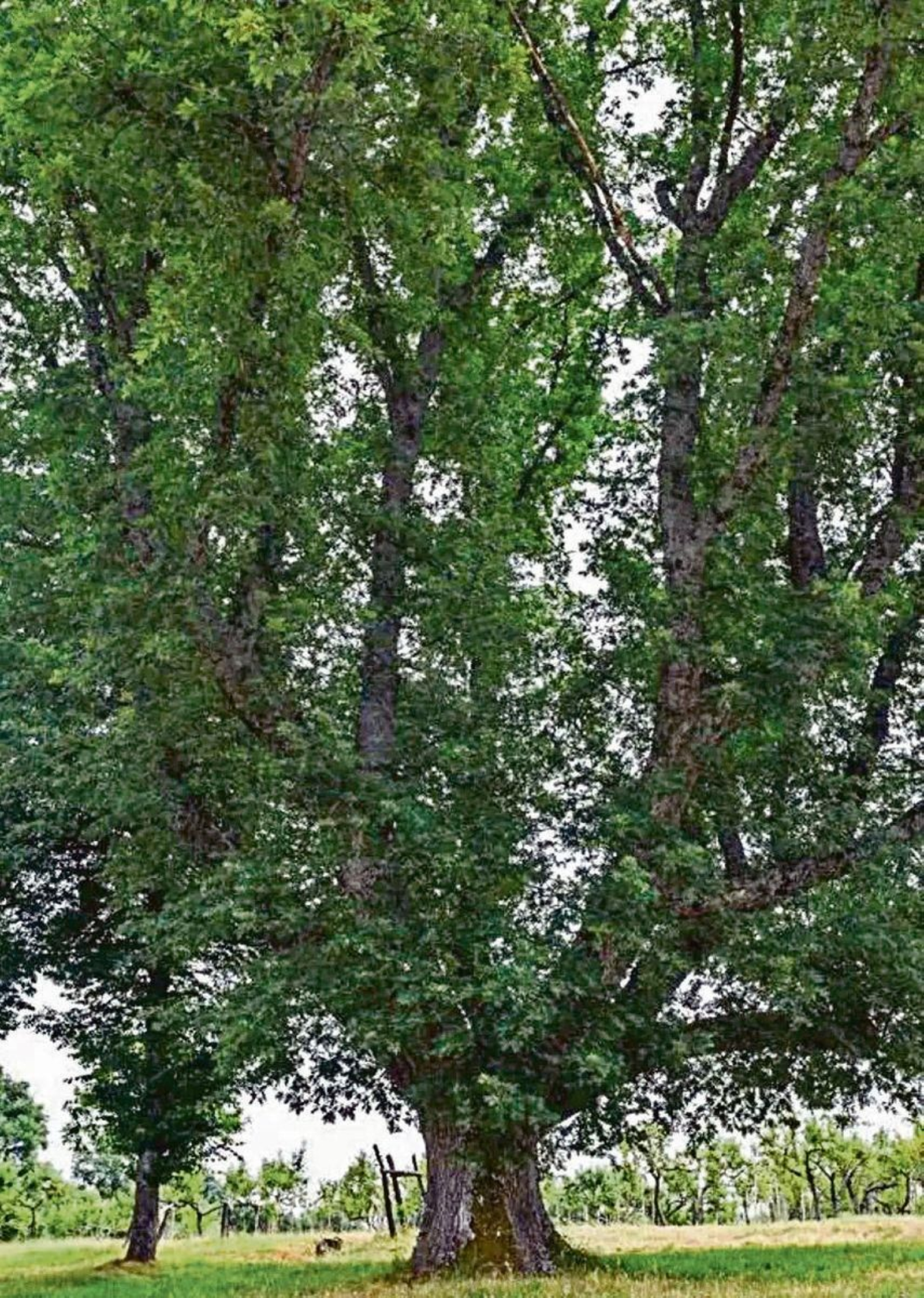 Rebolo do Pazo da Pena, Manzaneda.