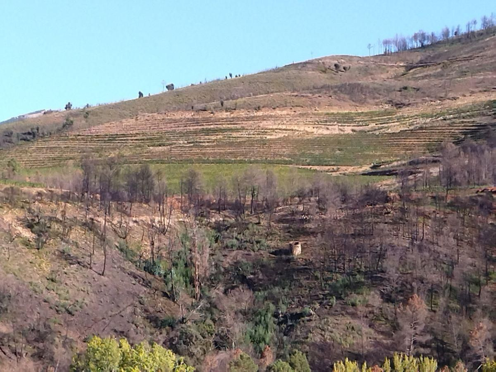 Nuevos viñedos en una ladera próxima a Éntoma, en O Barco de Valdeorras.