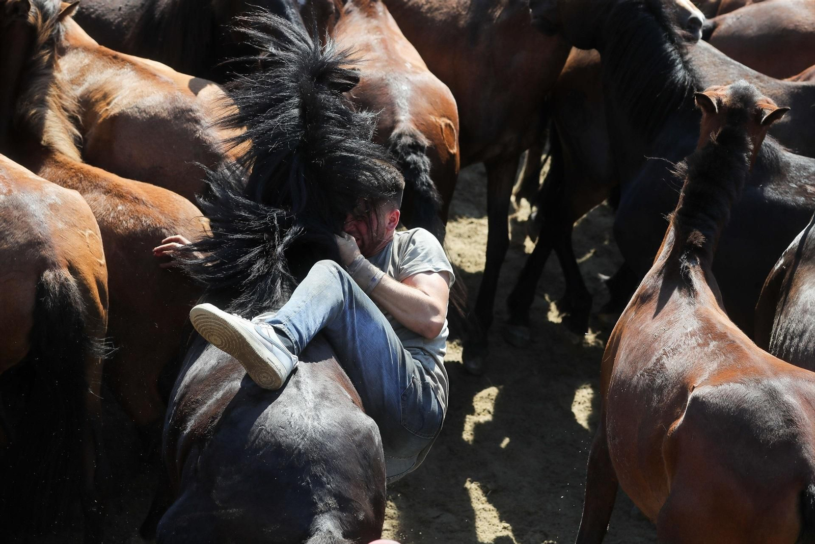 Una Rapa das Bestas de Sabucedo llena de fuerza, tradición y emoción, en fotos