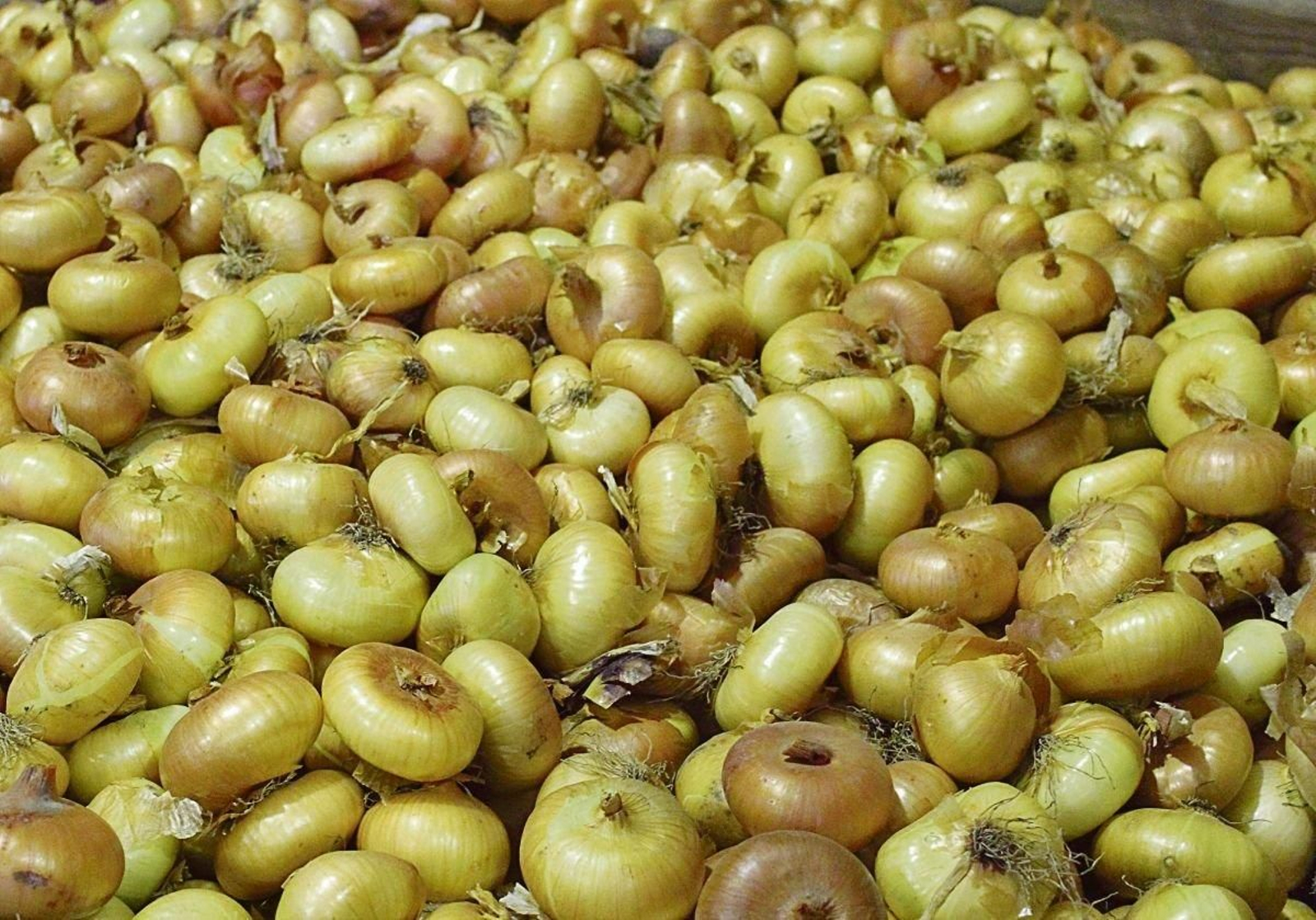 Recolección de cebollas, uno de los productos con variedades autóctonas ourensanas.