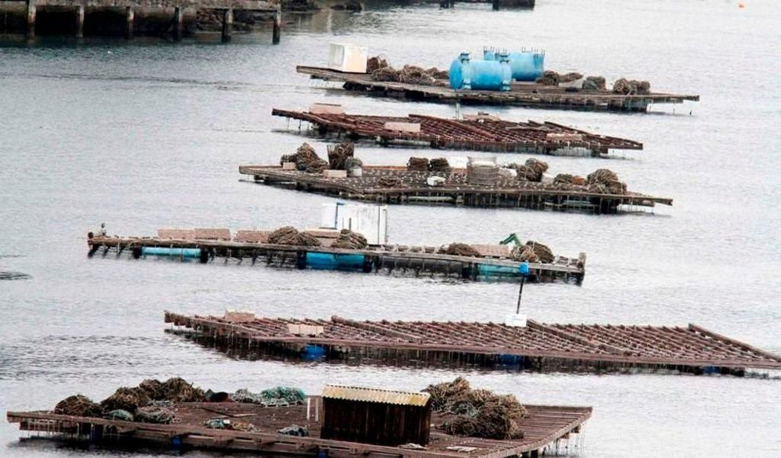 Un conjunto de bateas en la Ría de Vigo.