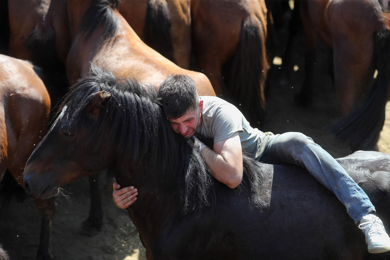Una Rapa das Bestas de Sabucedo llena de fuerza, tradición y emoción, en fotos