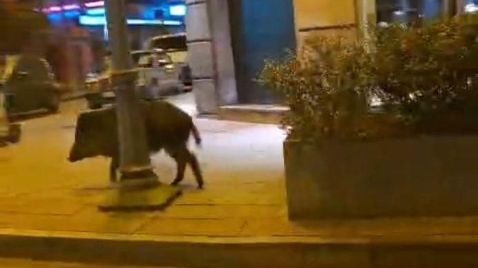 Un jabalí pasea por la ciudad