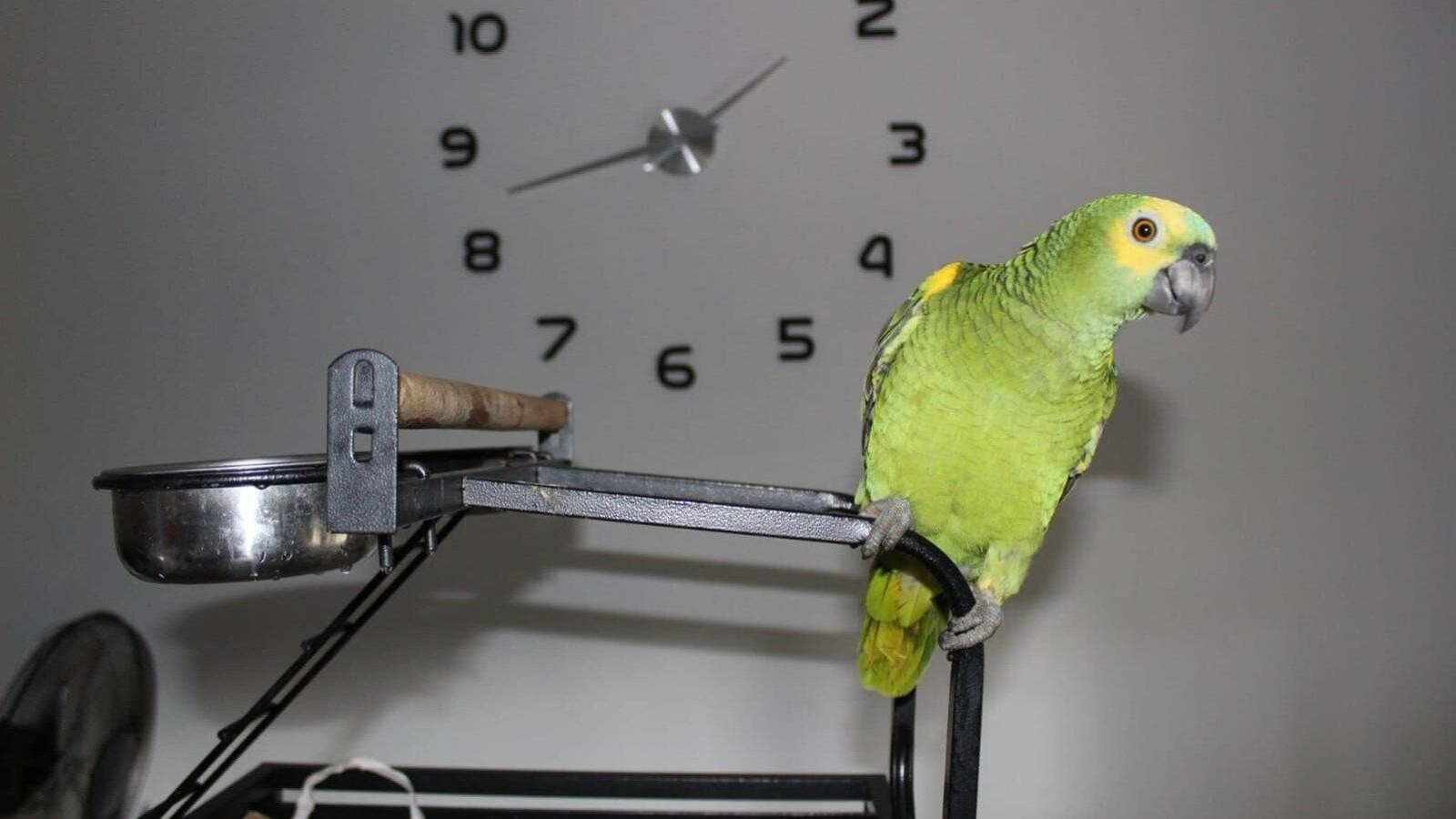 Maya, el loro desaparecido.