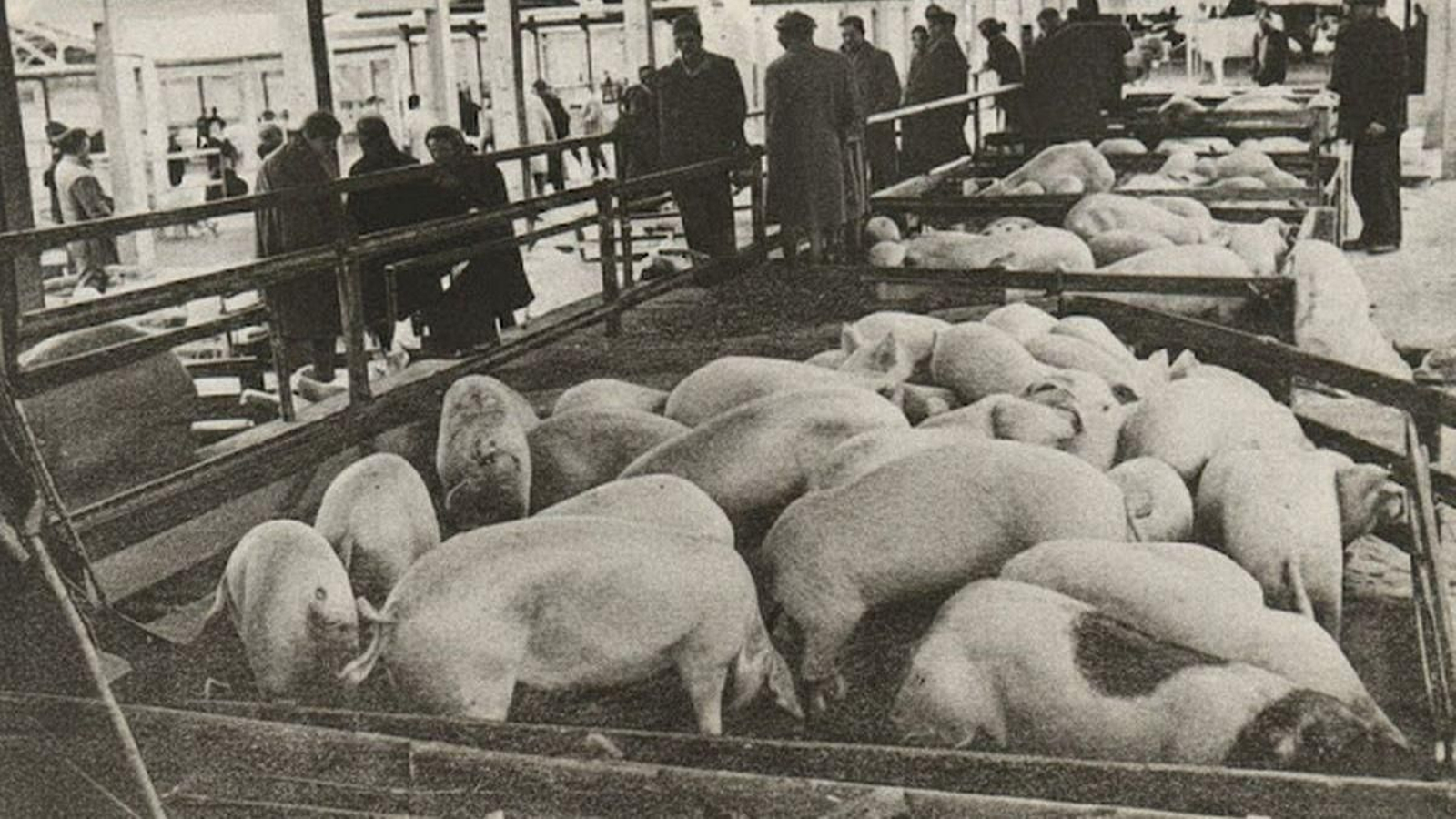 Día de feria del 17 en 1971. Abundante ganado de cerda para la ceba, no así de vacuno.