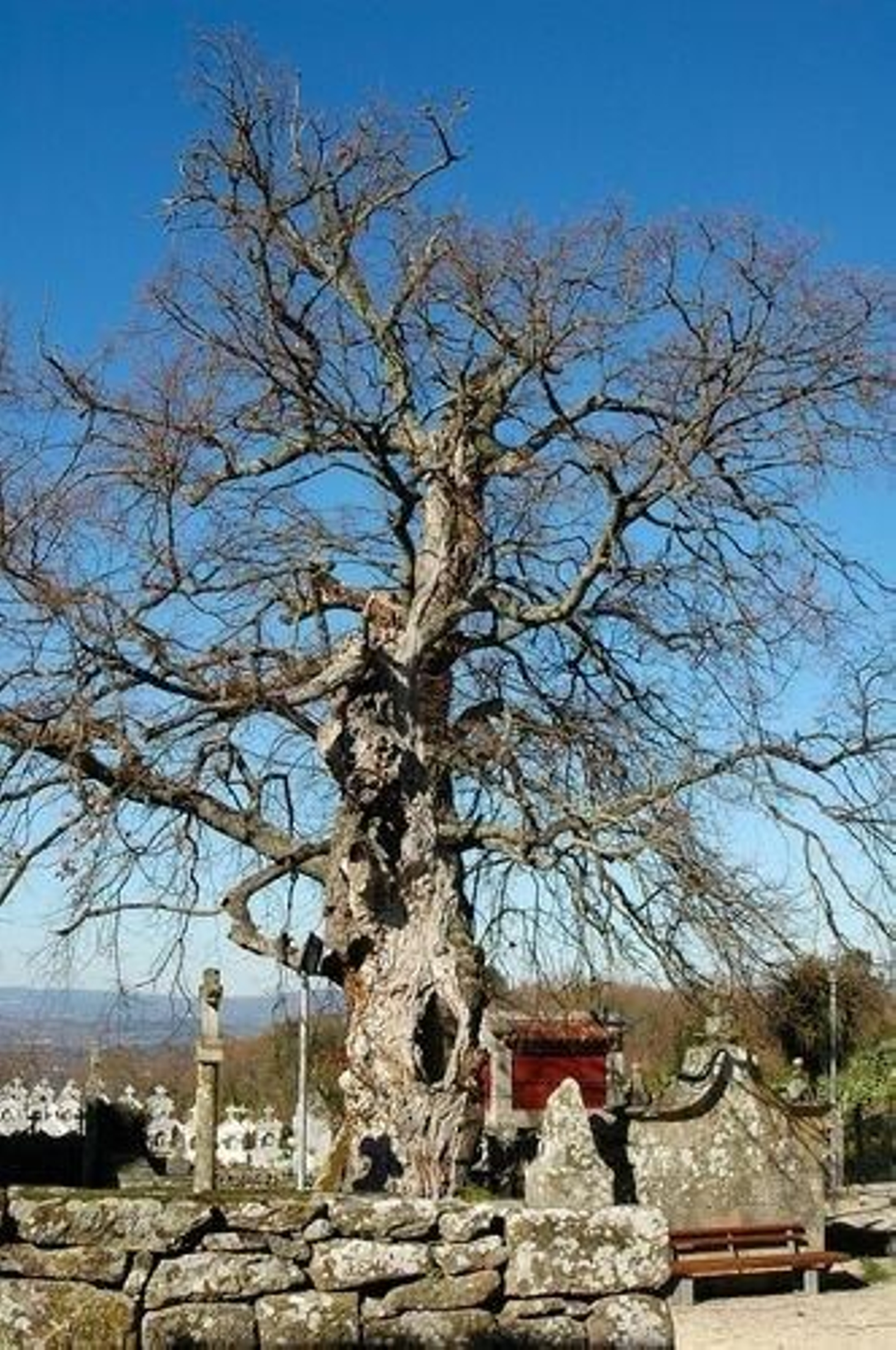El roble centenario está ubicado junto a la fuente de la santa.