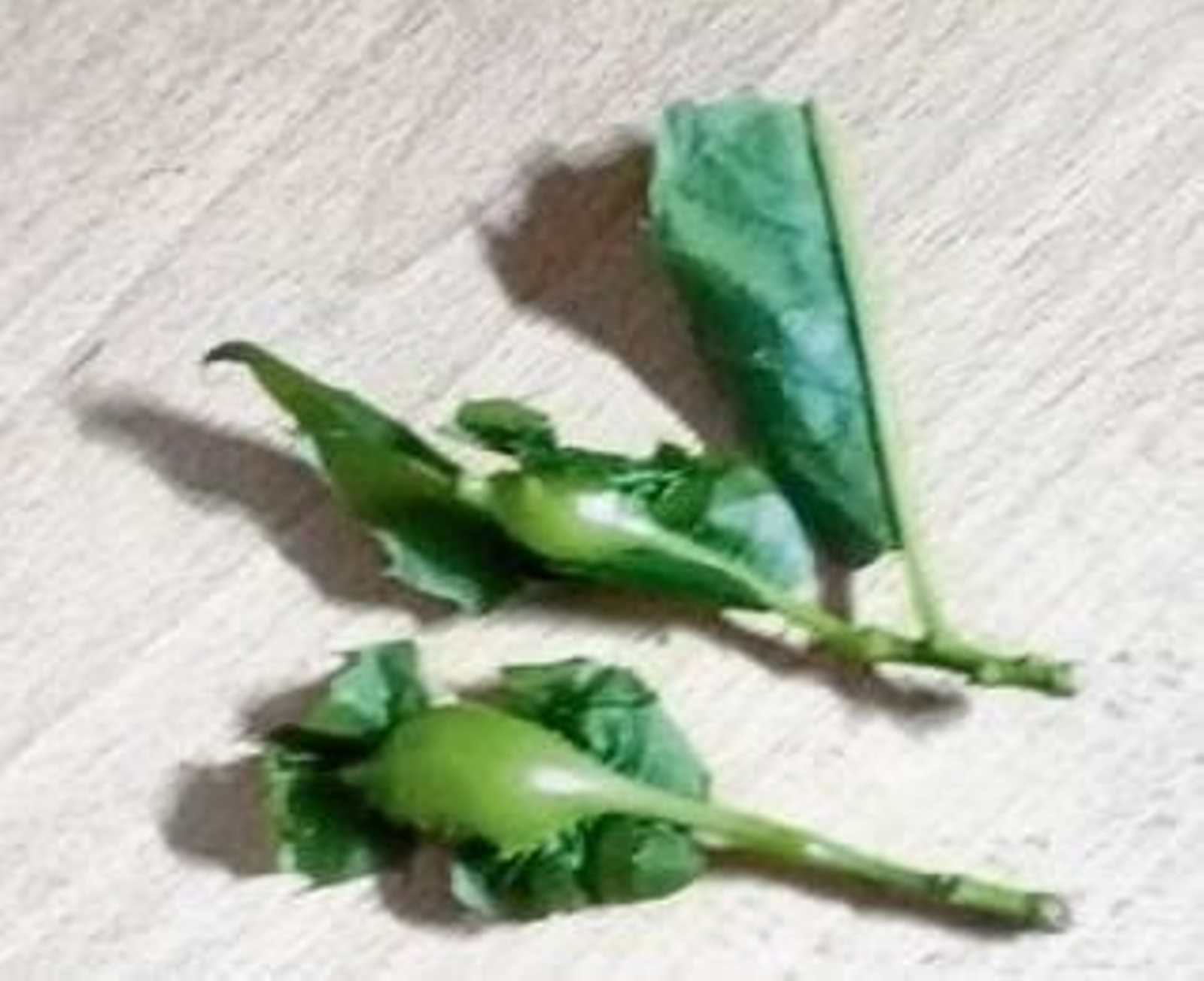 Larvas recogidas en Viana.