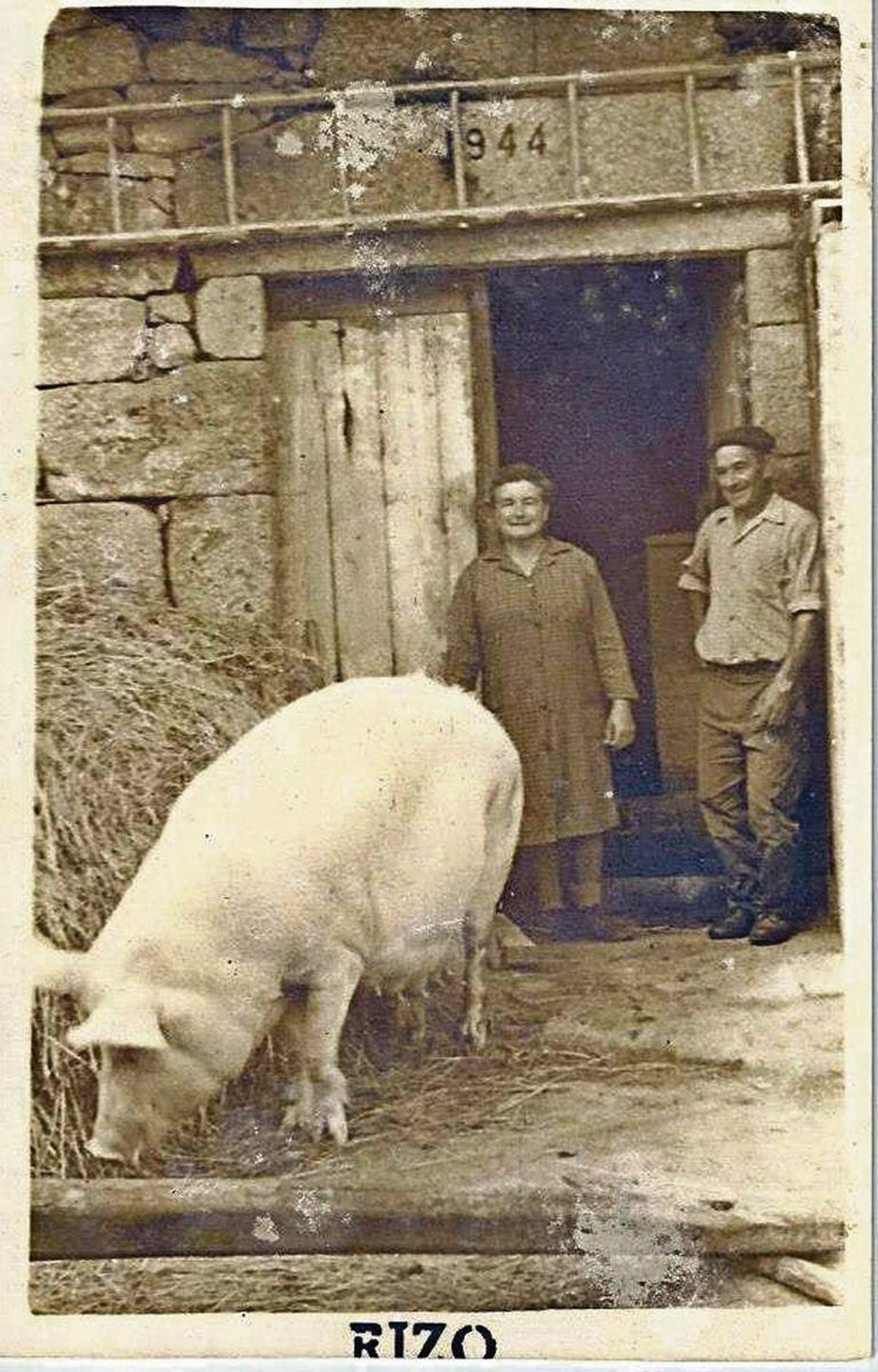 Gorrinos de Celanova fotografiados por Rizo.