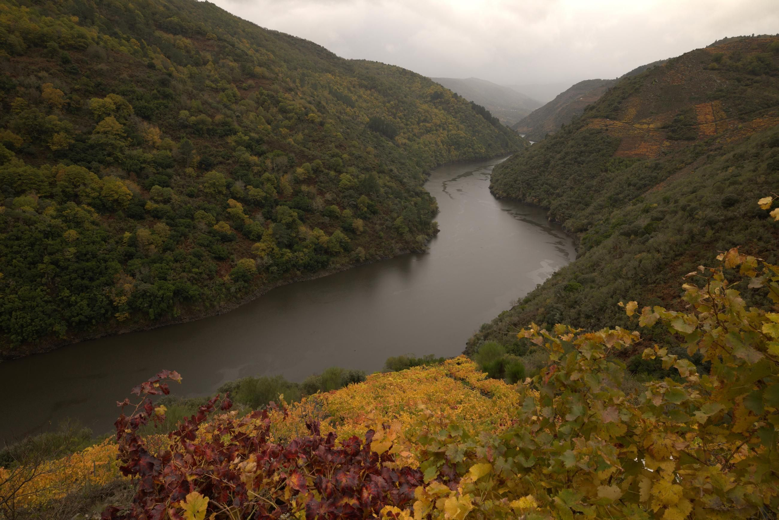 Viñas e bosques comparten espazo (Xosé Varela)