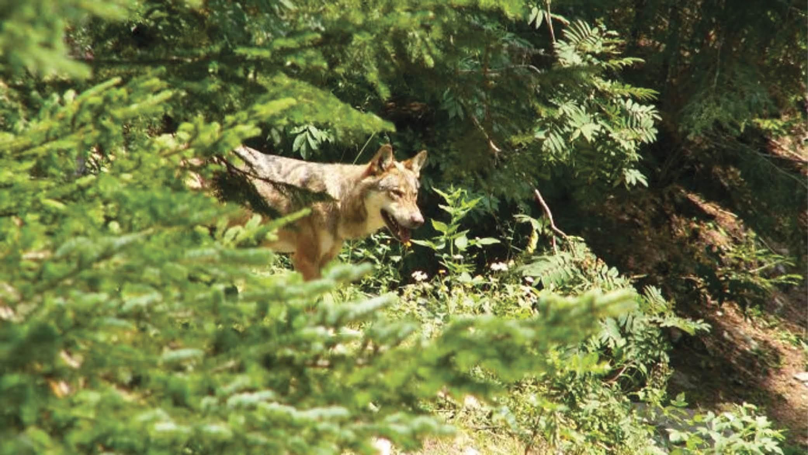 Un ejemplar de lobo en el monte. (JAIRO S. FERIS DELGADO)