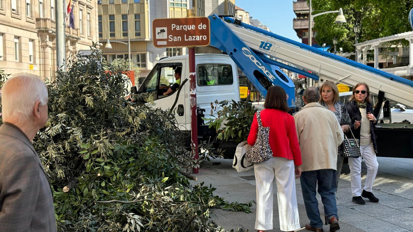 Los ourensanos aprovechan la poda de un loureiro para conseguir sus ramos de cara a la Semana Santa