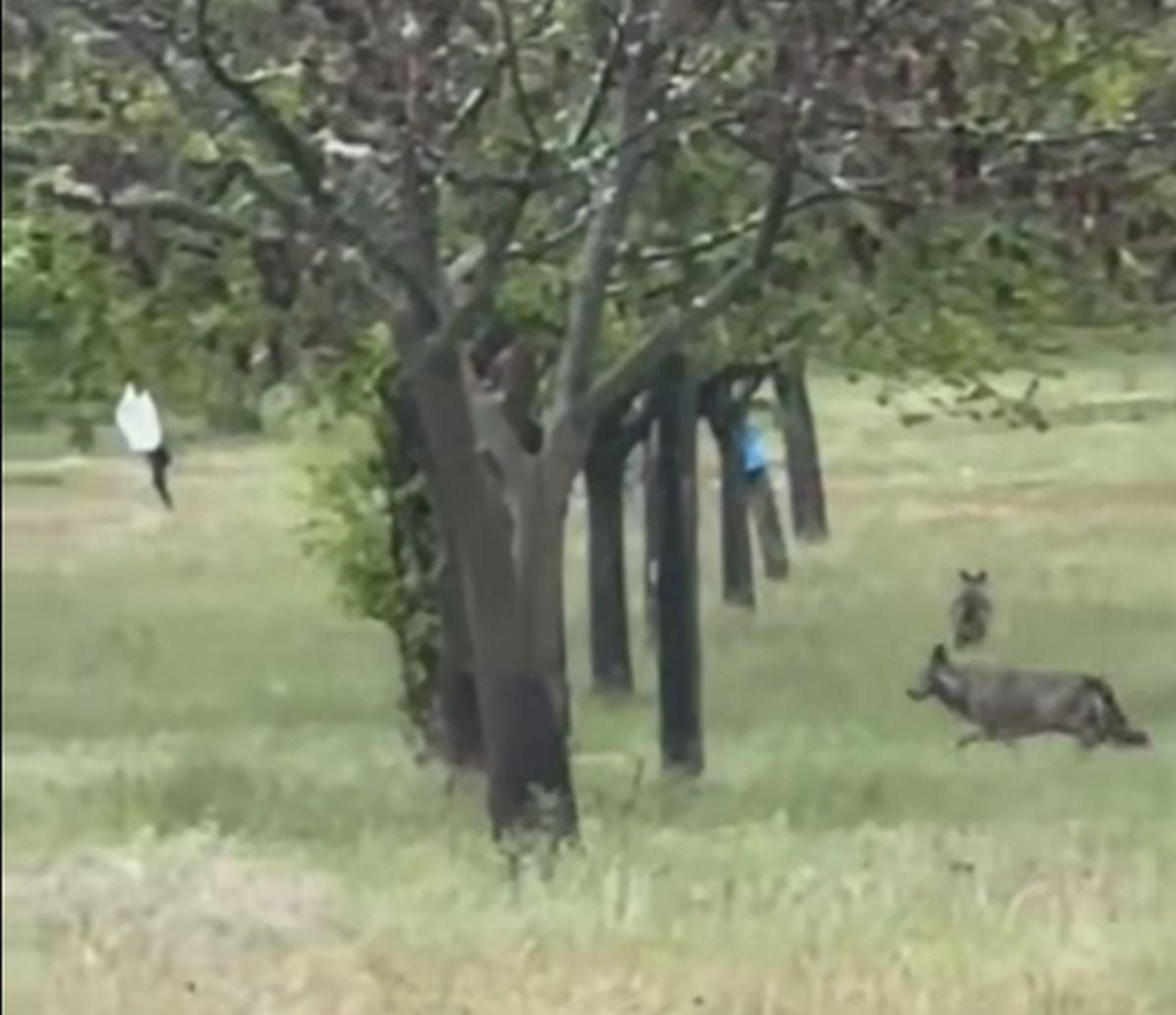 Lobos en Vilardevós.