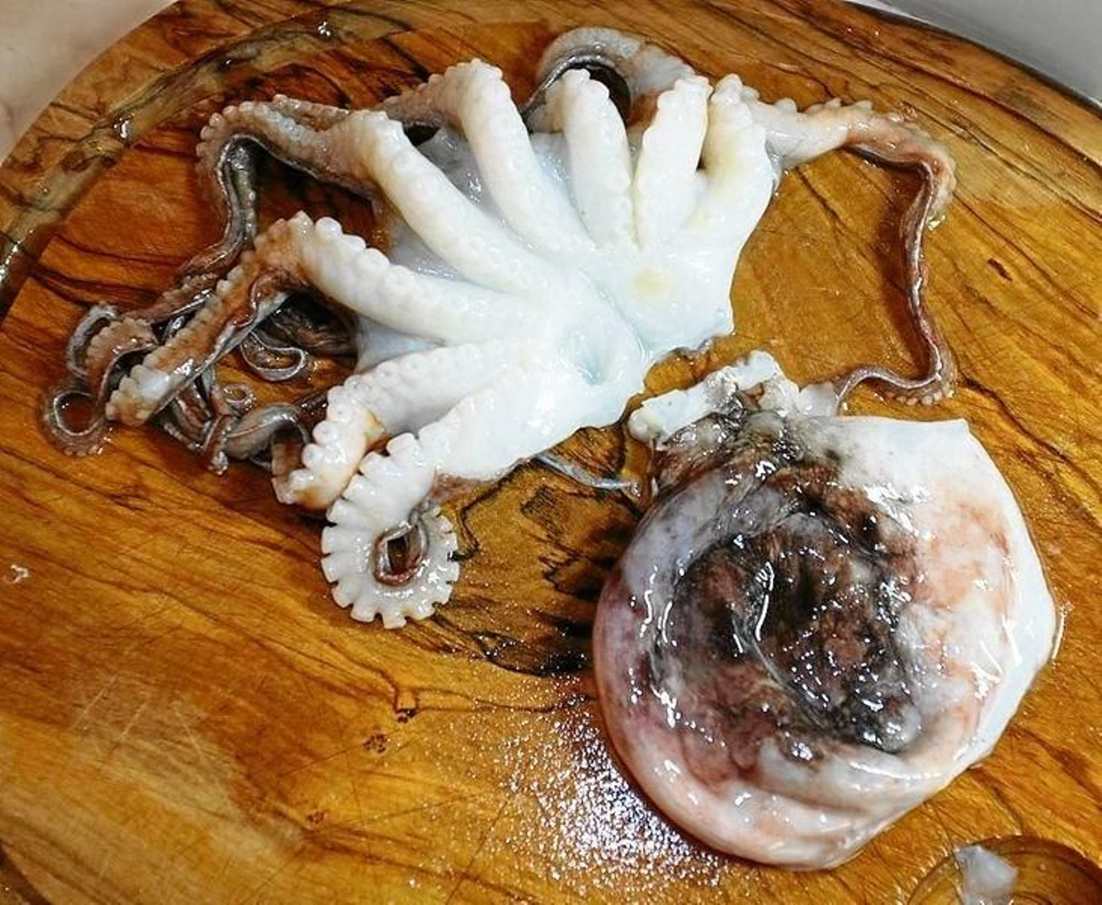 El Eledone moschata.