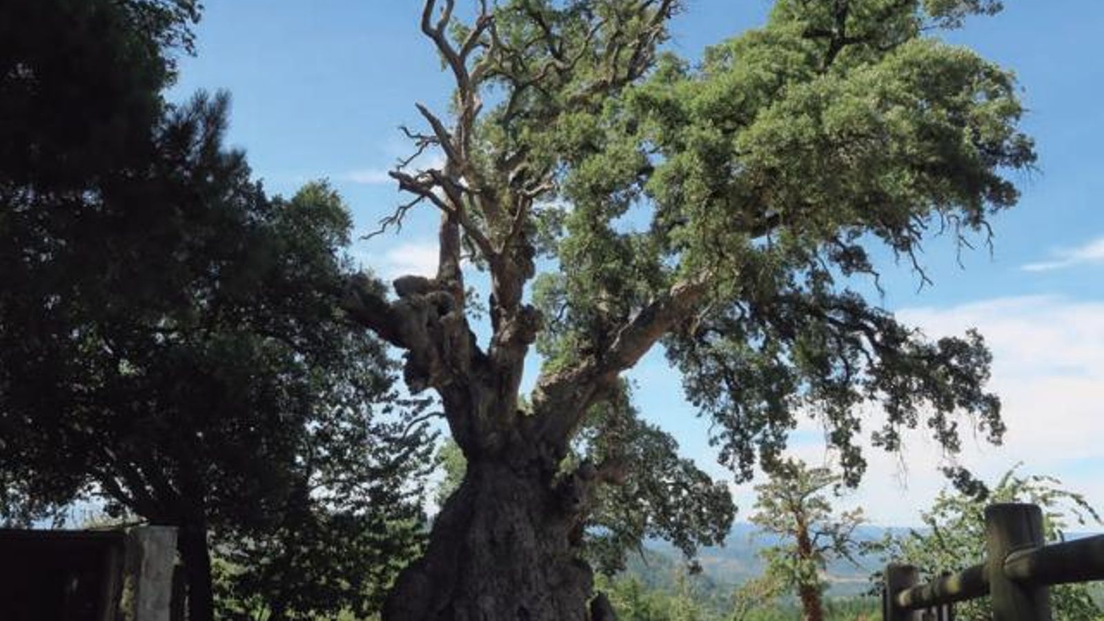 Sobreira da Casa do Tristo