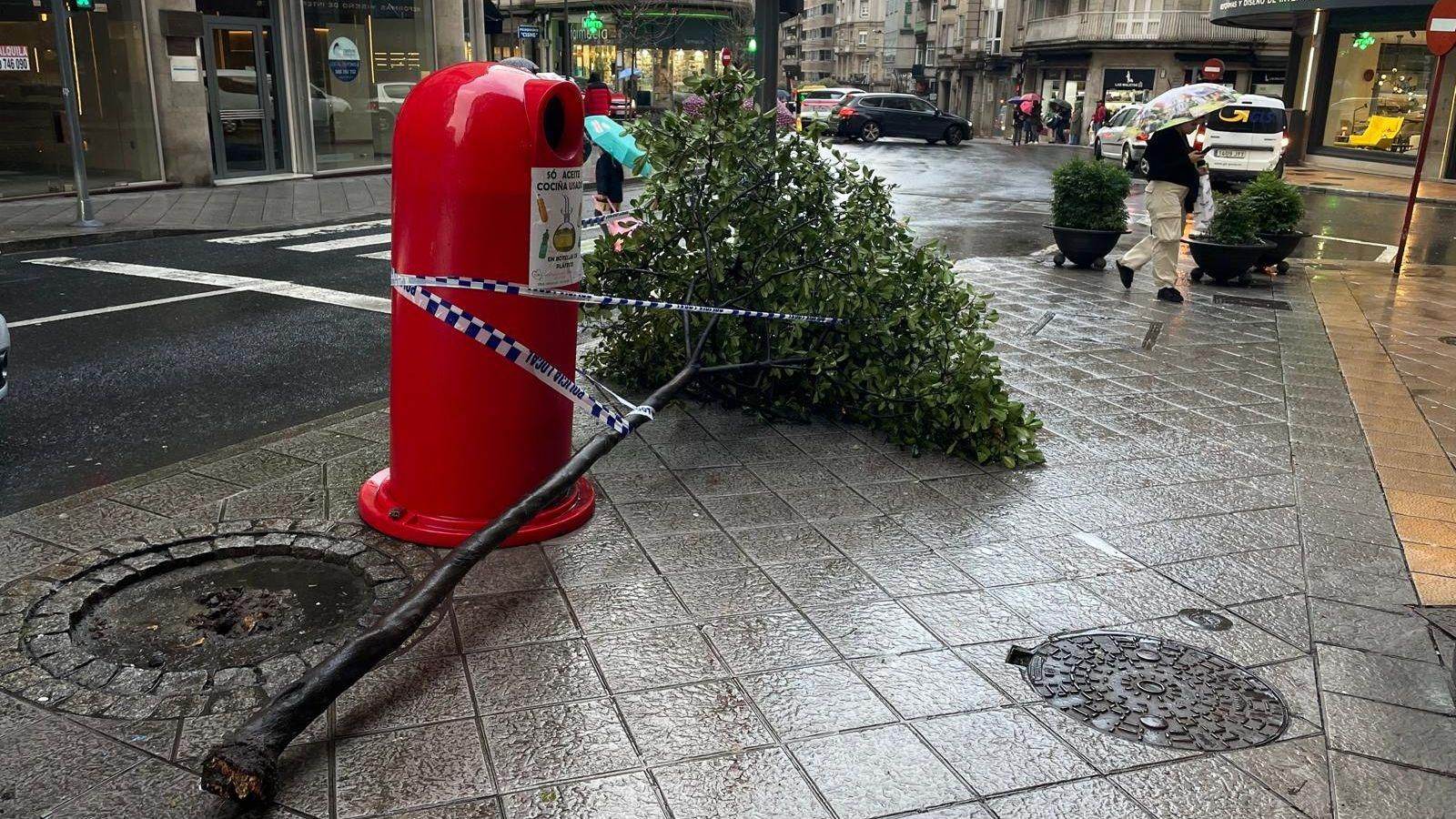 Un árbol caído en la Avenida de La Habana, a la altura del cruce con Cardenal Quevedo