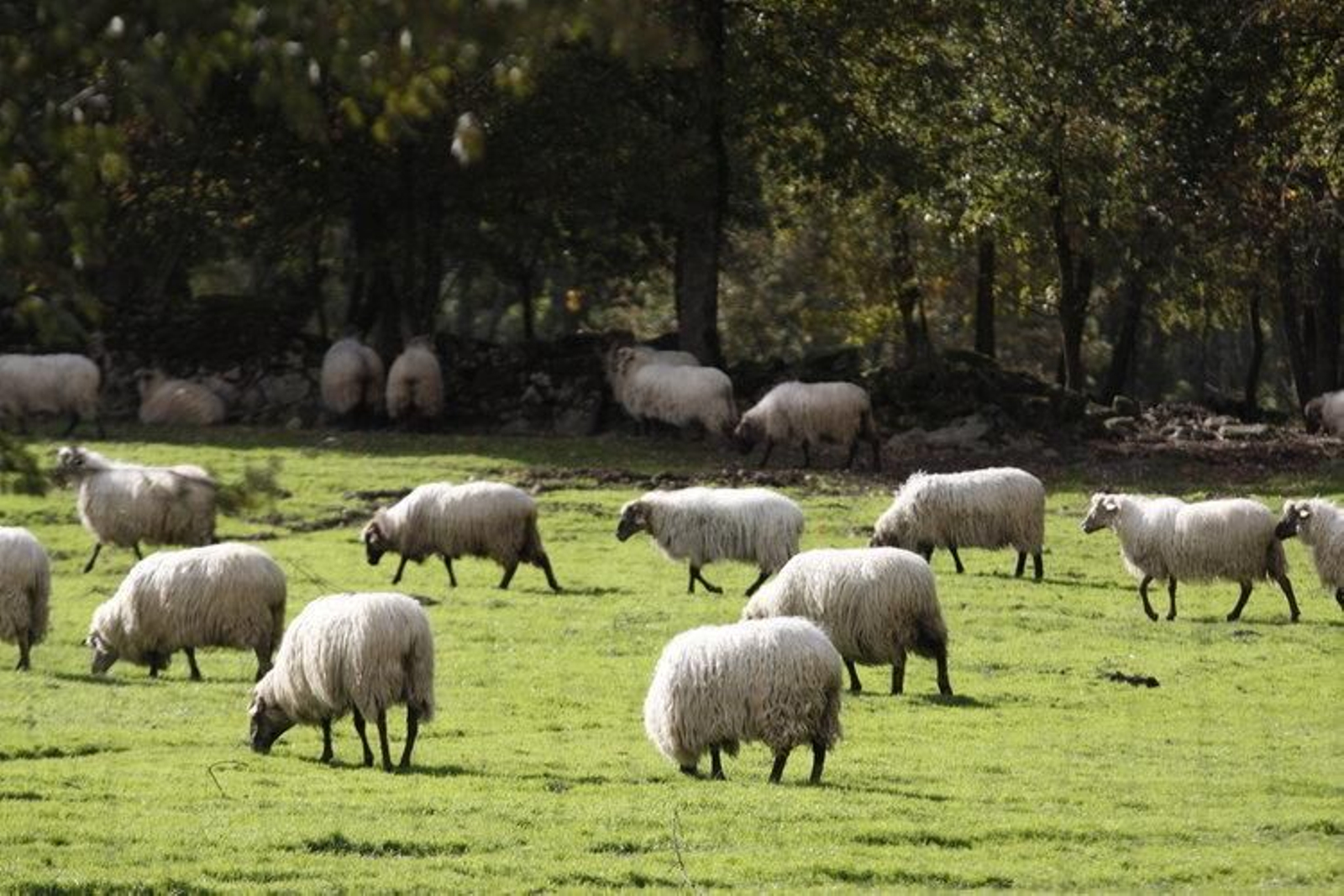 El rebaño de ovejas 'latxa' de Allariz en los pastos ubicados en O Rexo.