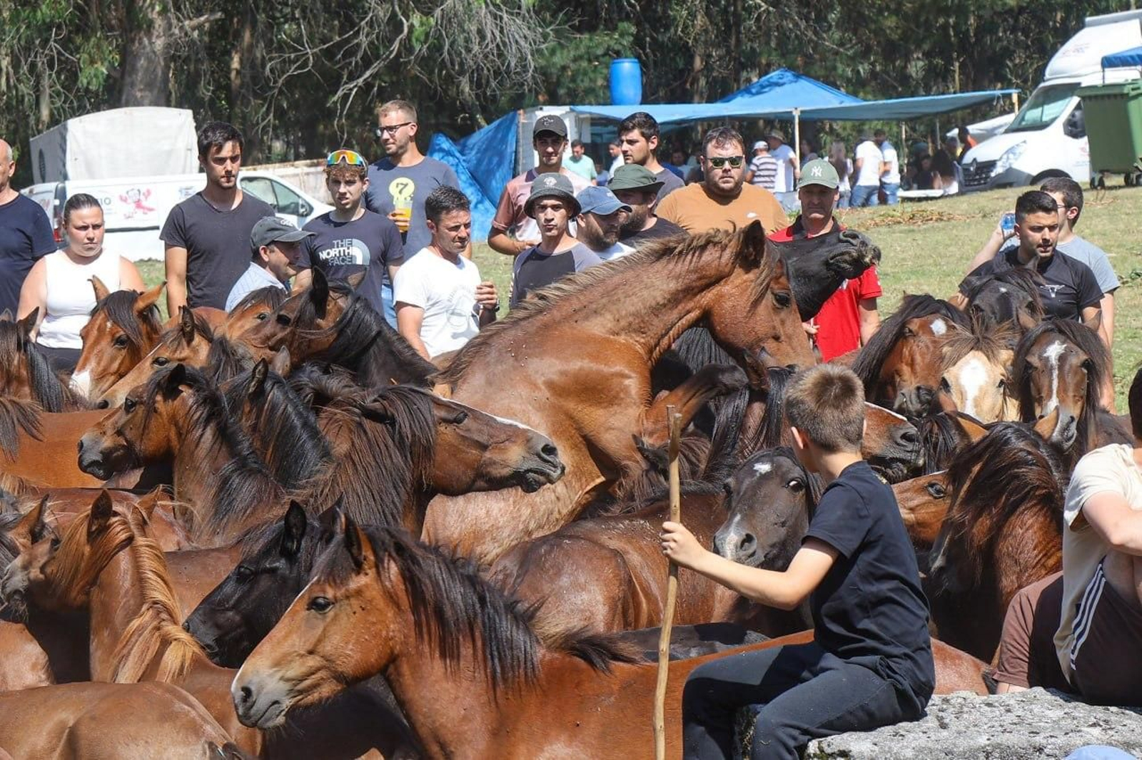 Galería | El curro de Mougás cierra la temporada de la “rapa” en la Serra da Groba