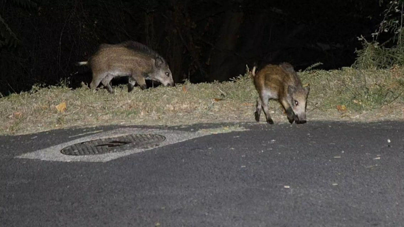 Los jabalíes en la N-525.