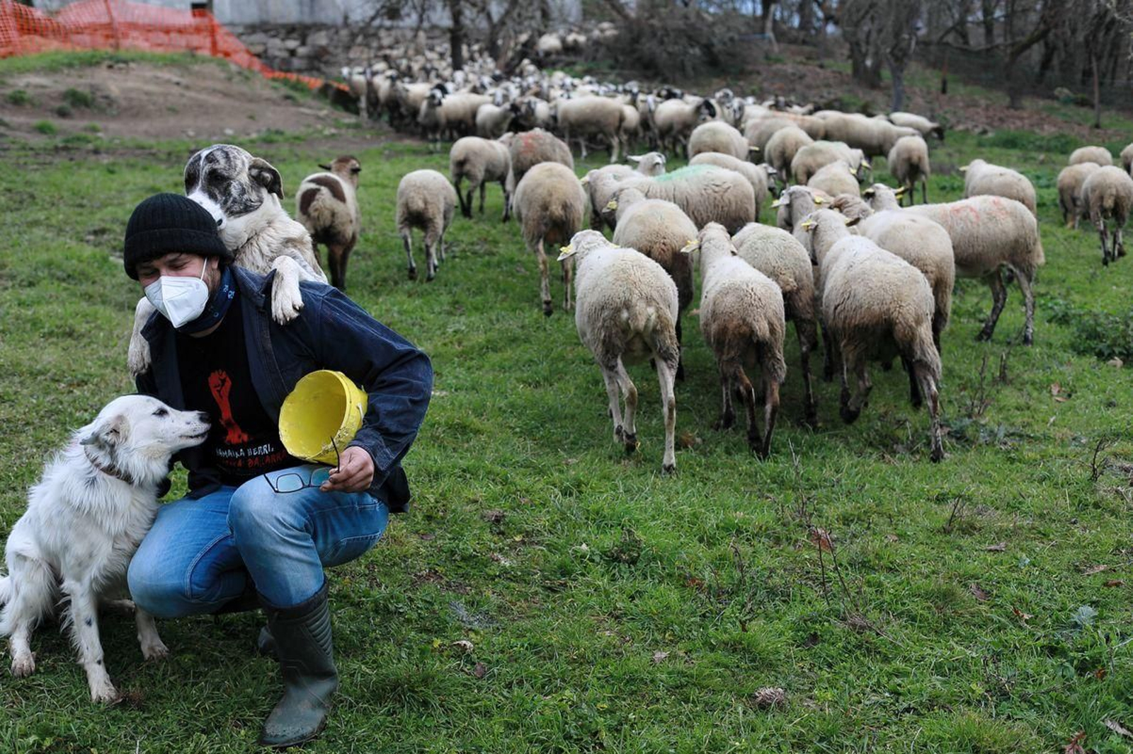 Ramón Piñeiro con su explotación de ovejas. Foto: José Paz