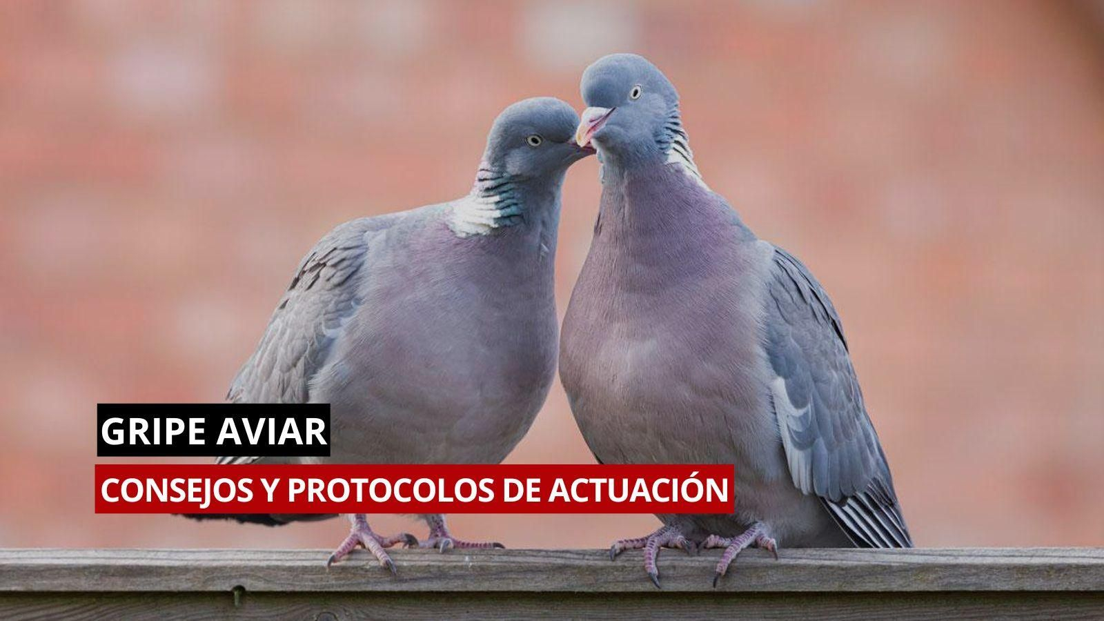 Veterinarios de Ourense recuerdan los protocolos de actuación ante aves.