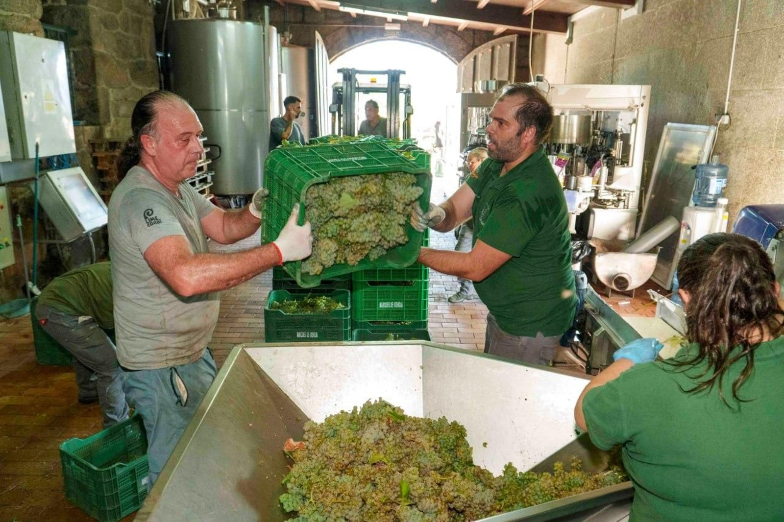 Galería | El calor adelanta la vendimia en las Rías Baixas