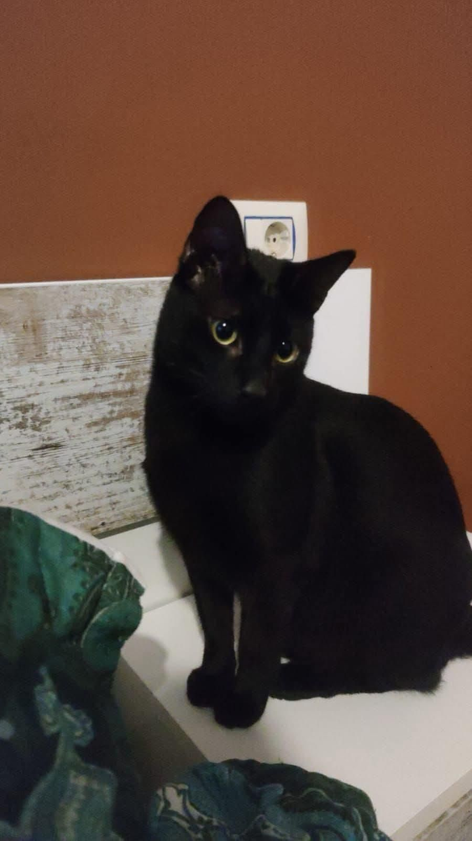 Zeus