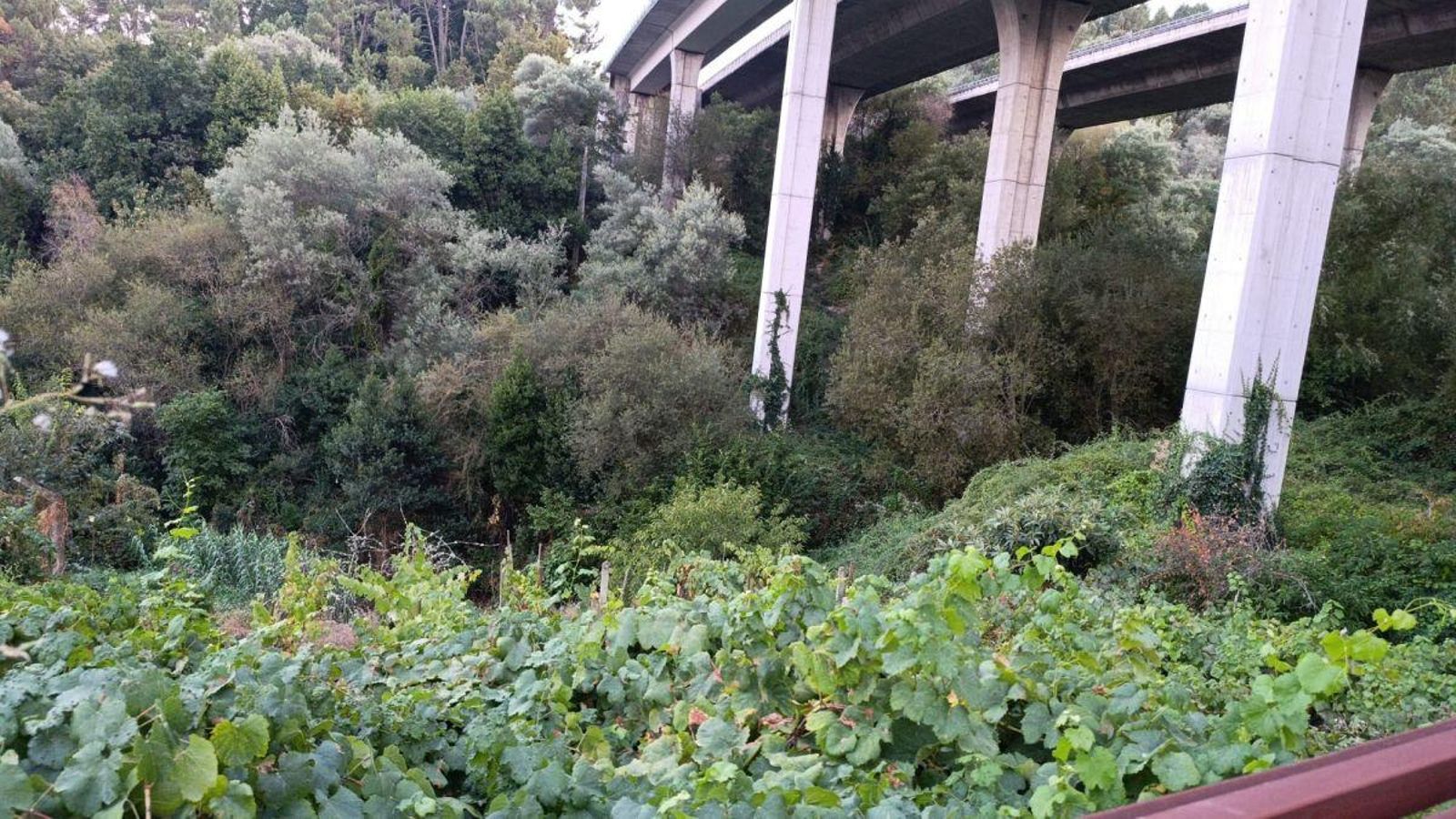 Una selva en la ciudad