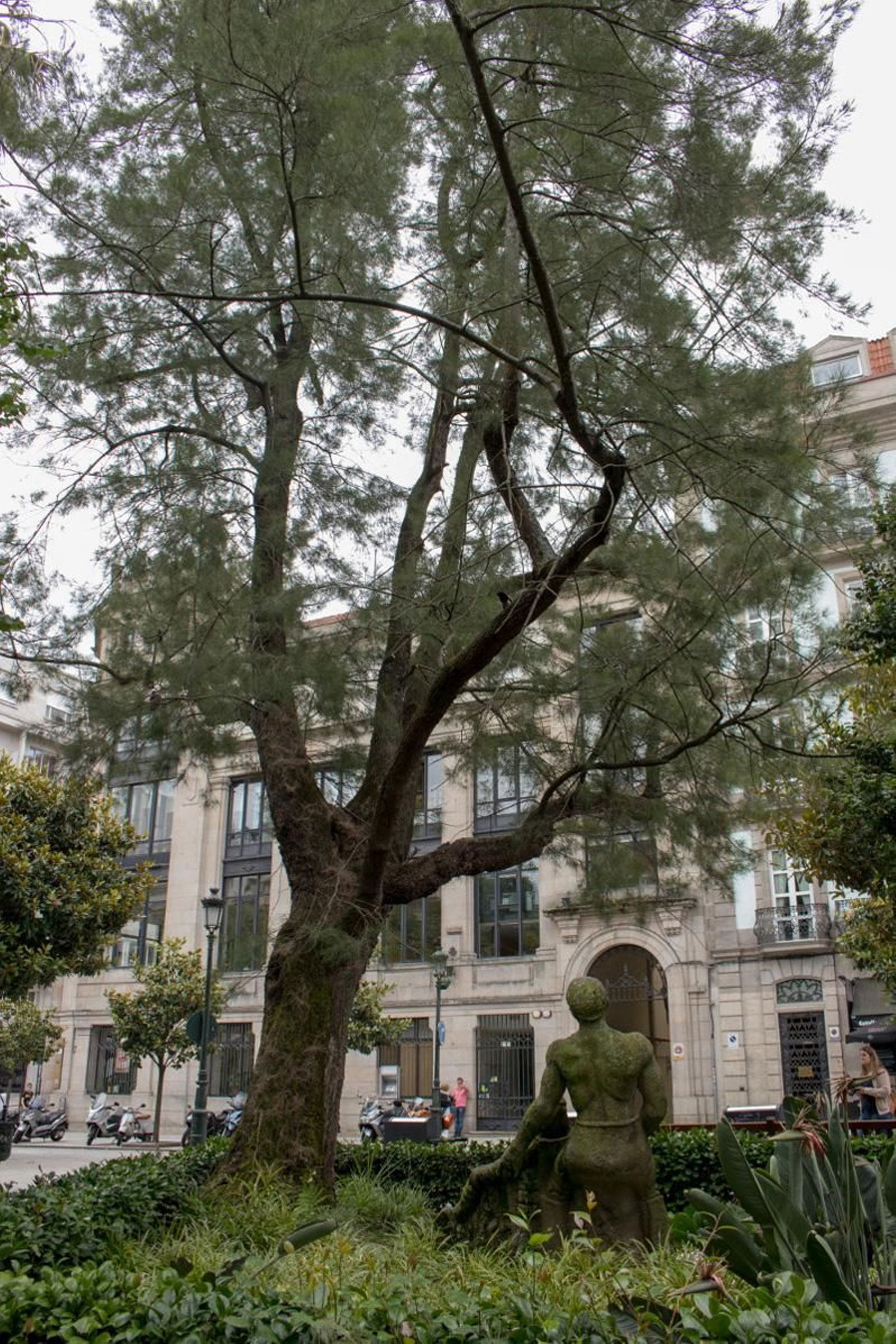 Casuarina en la Alameda de Praza de Compostela