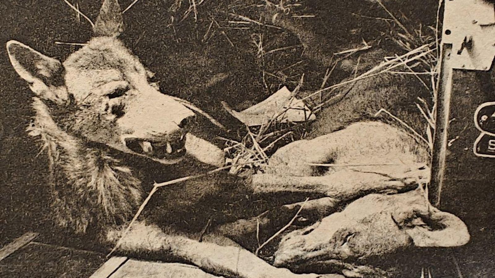 Uno de los lobos muertos en la provincia.