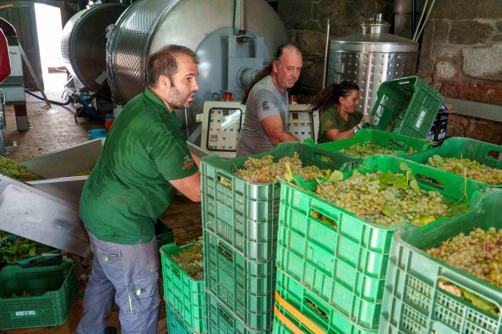 Galería | El calor adelanta la vendimia en las Rías Baixas