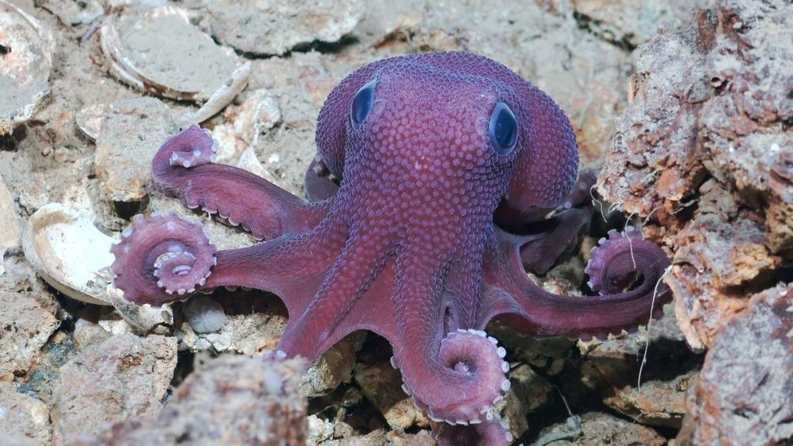 Un pulpo del género ‘Graneledone’, una posible nueva especie.