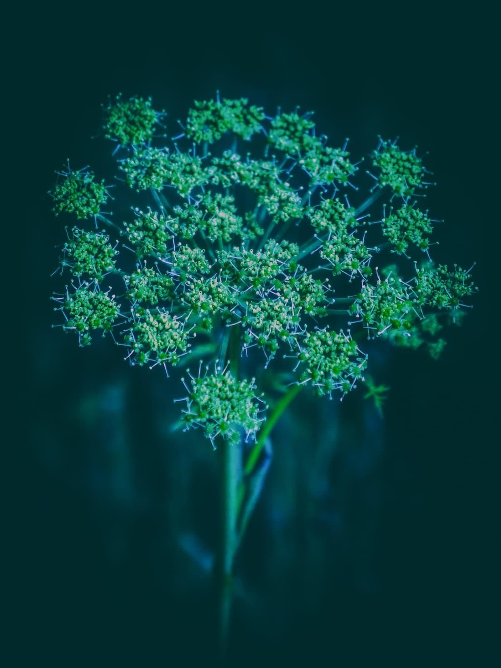 Fotografía de la artista Mimi Carrolo.