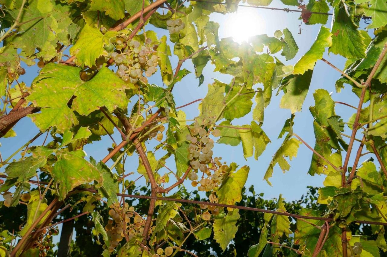 Galería | El calor adelanta la vendimia en las Rías Baixas