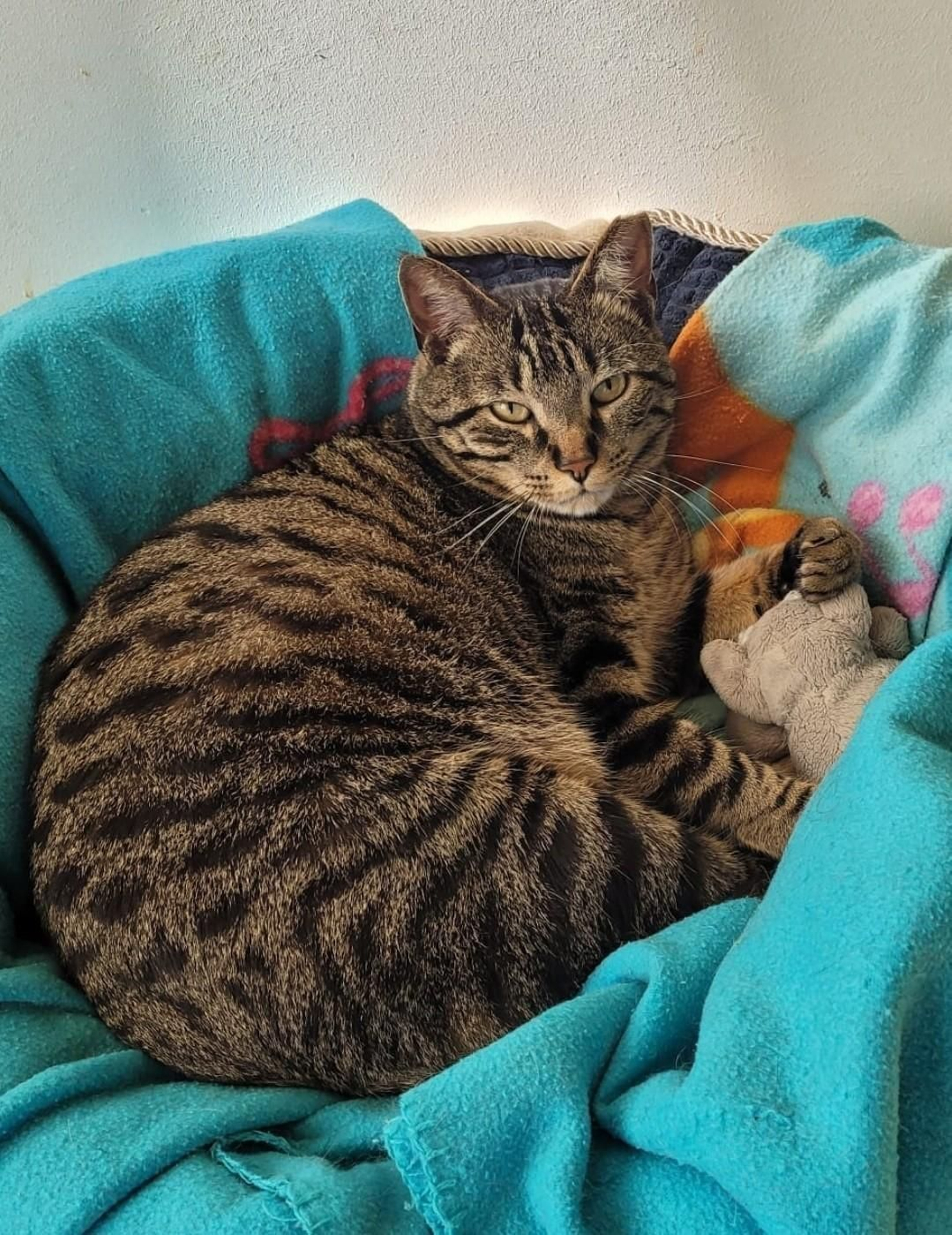 Miki