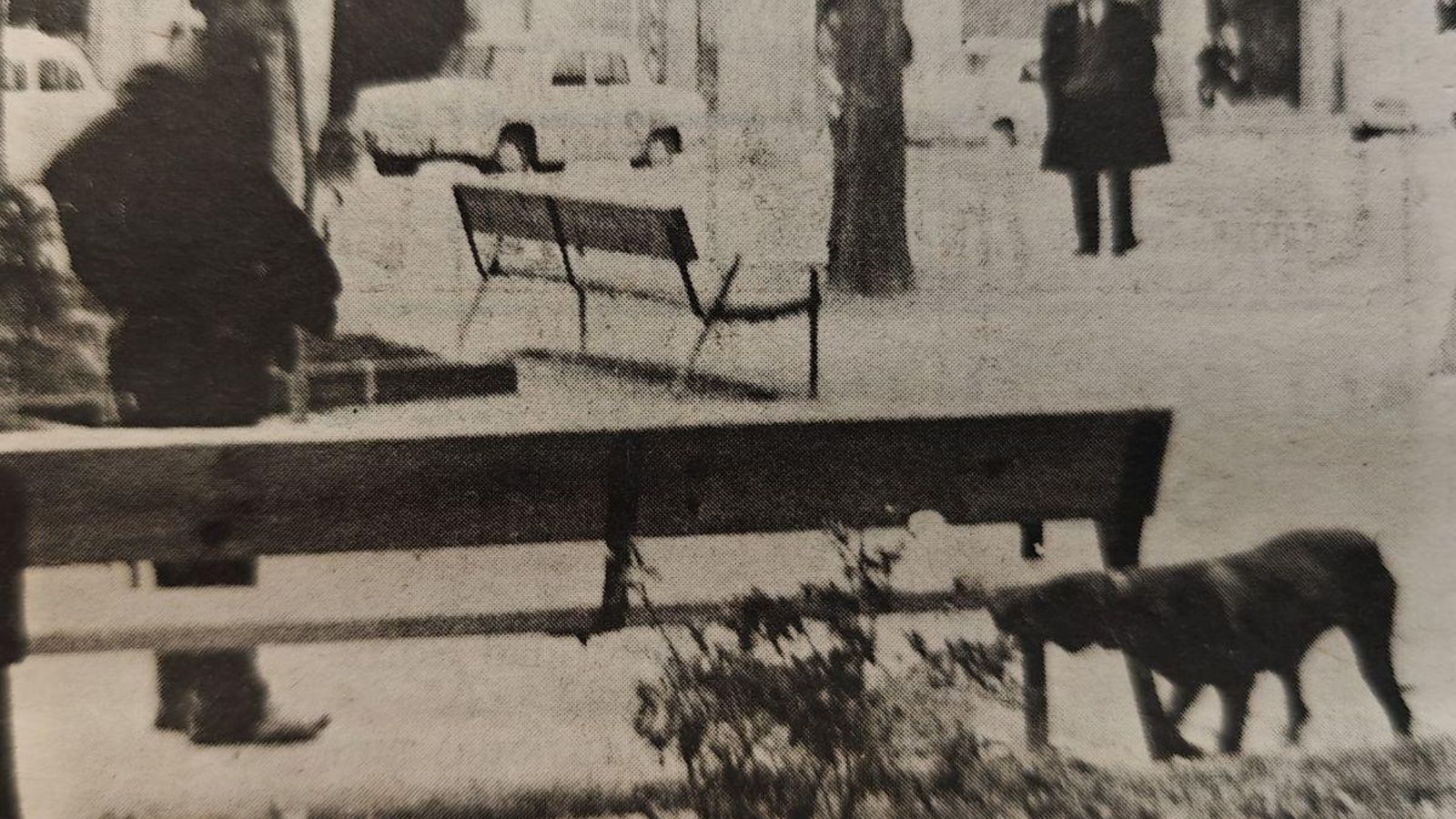 El lacero municipal intenta capturar a un perro.