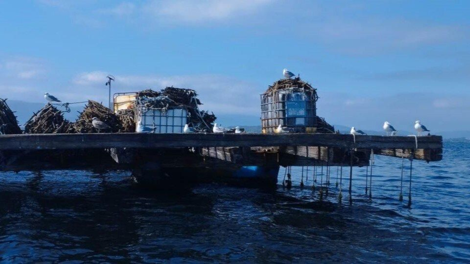 Una batea de la ría de Aldán.