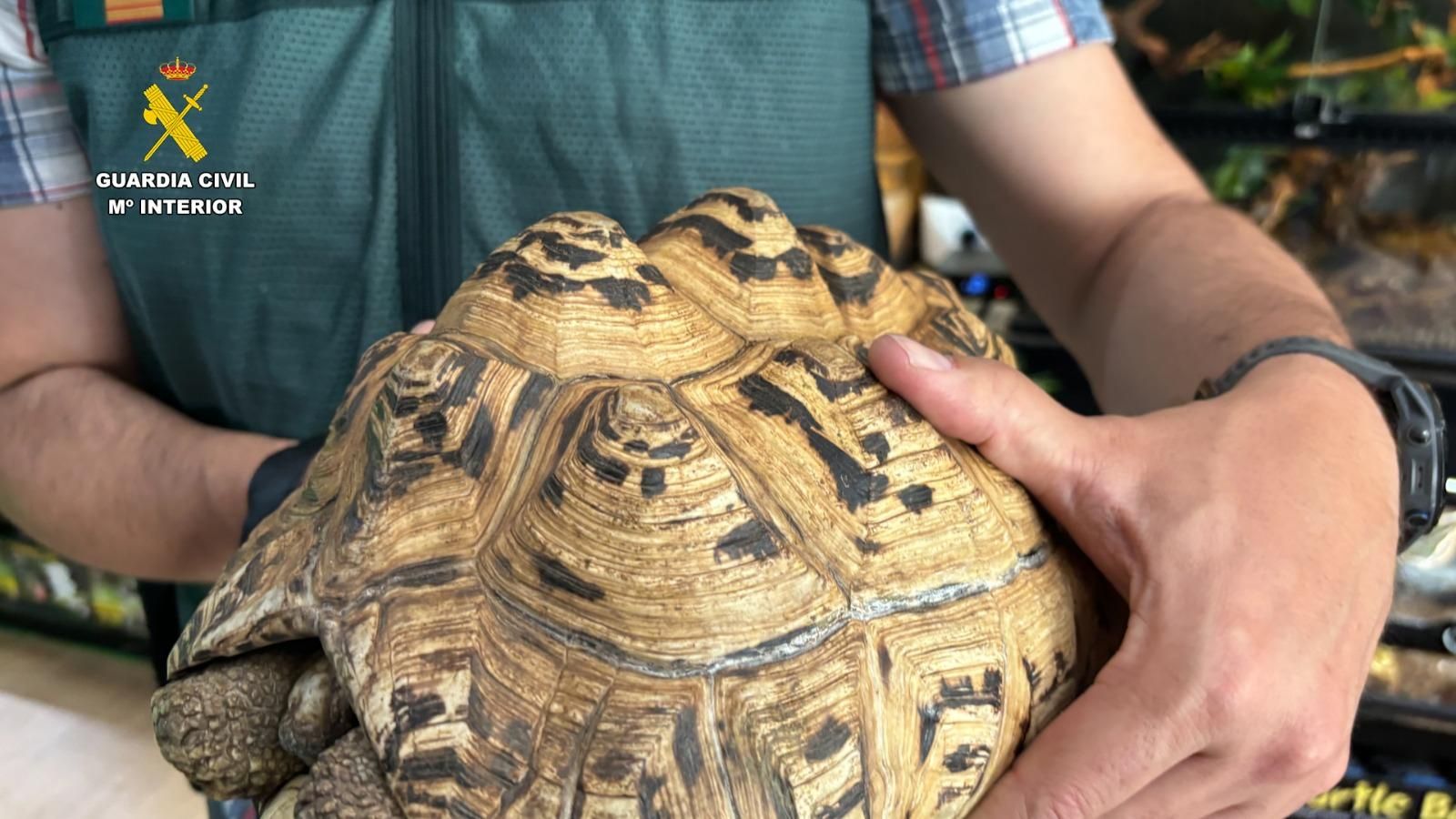 Animales exóticos incautados en Burgohondo por la Guardia Civil, entre tortugas, iguanas y tarántulas, valorados en 85.000 €.