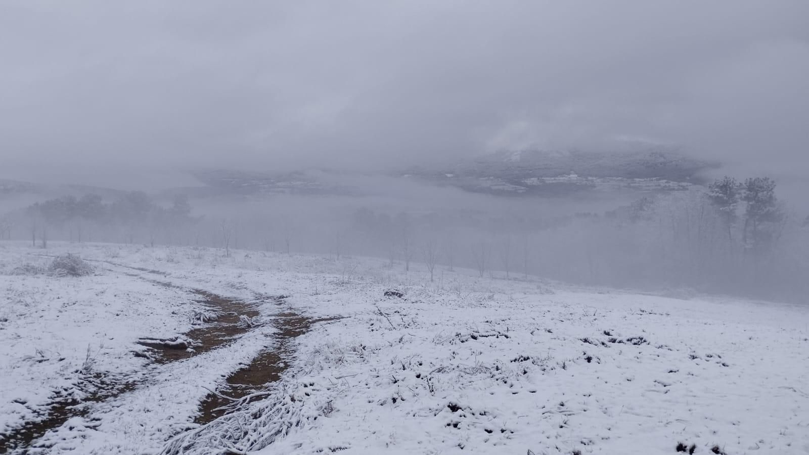 Maceda cubierta de blanco