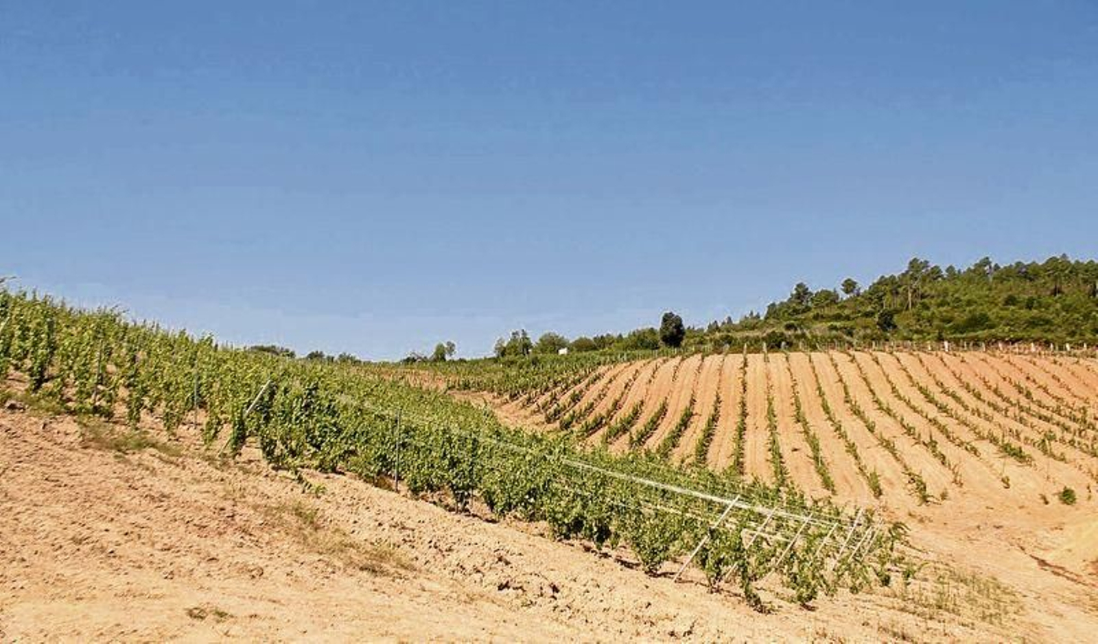 Viñedos plantados recientemente en la Denominación de Orixe Valdeorras.