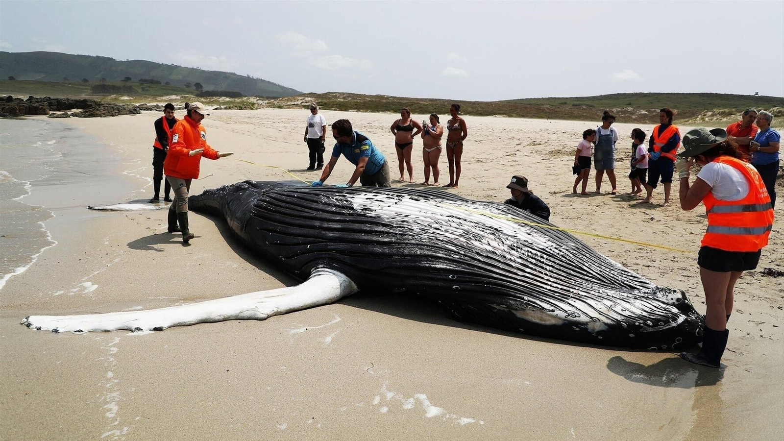 Voluntarios de Protección Civil de Ferrol y de la Coordinadora para o Estudo dos Mamíferos Mariños (CEMMA) examinan un ejemplar de ballena jorobada que ha quedado varada en la playa de Marmadeiro en 2023. (Foto: Europa Press)