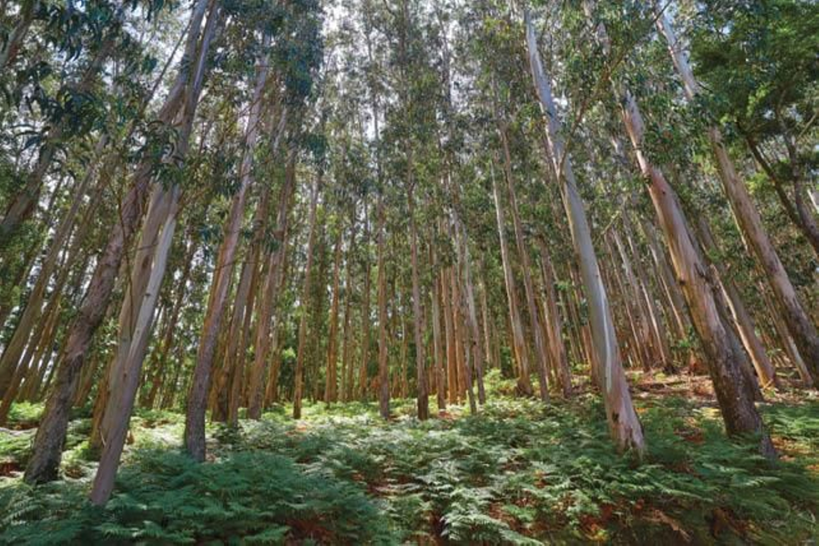 Plantación de eucaliptos en un monte de Galicia.