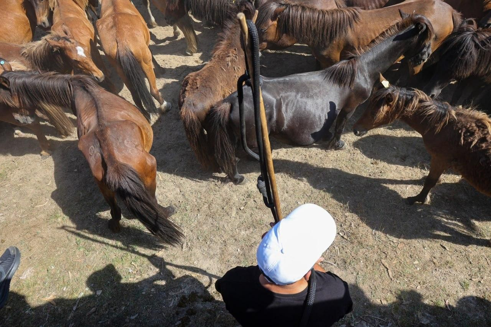 Galería | El curro de Mougás cierra la temporada de la “rapa” en la Serra da Groba