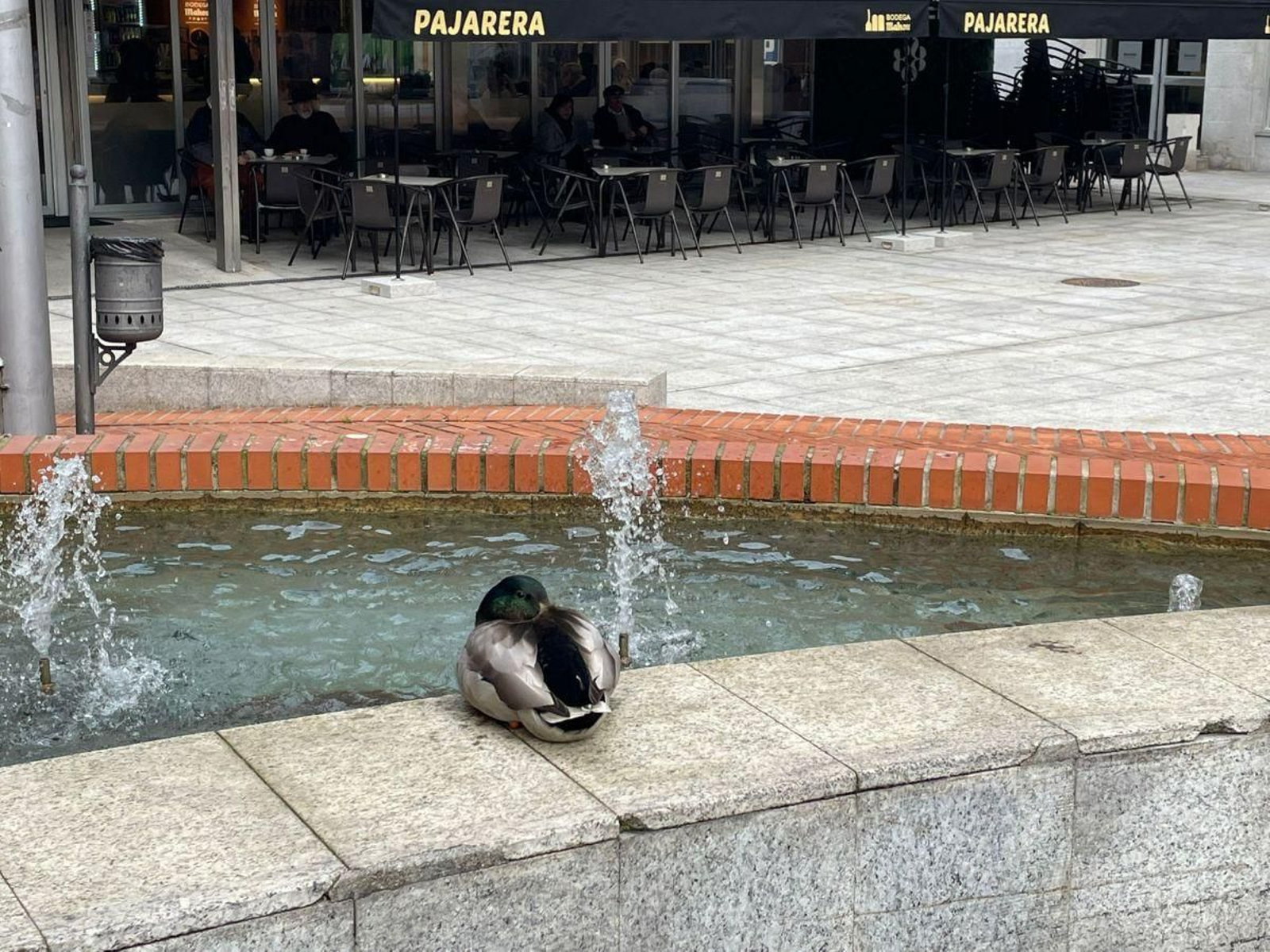 Patos en los alrededores del Parque de San Lázaro.