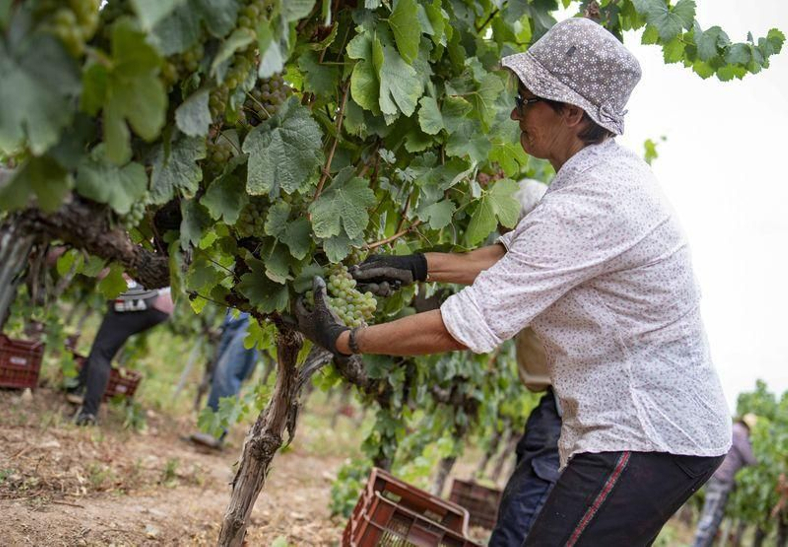 Vendimia en la bodega Pazos de Tapias, en Verín (XESÚS FARIÑAS)