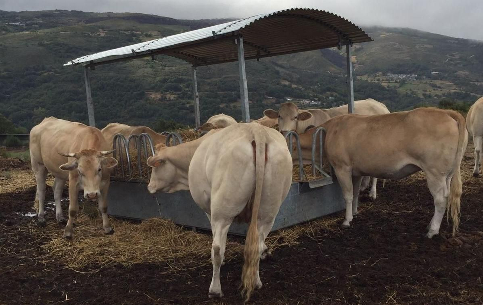Reses del oriente provincial alimentadas con forraje, por culpa de la sequía.