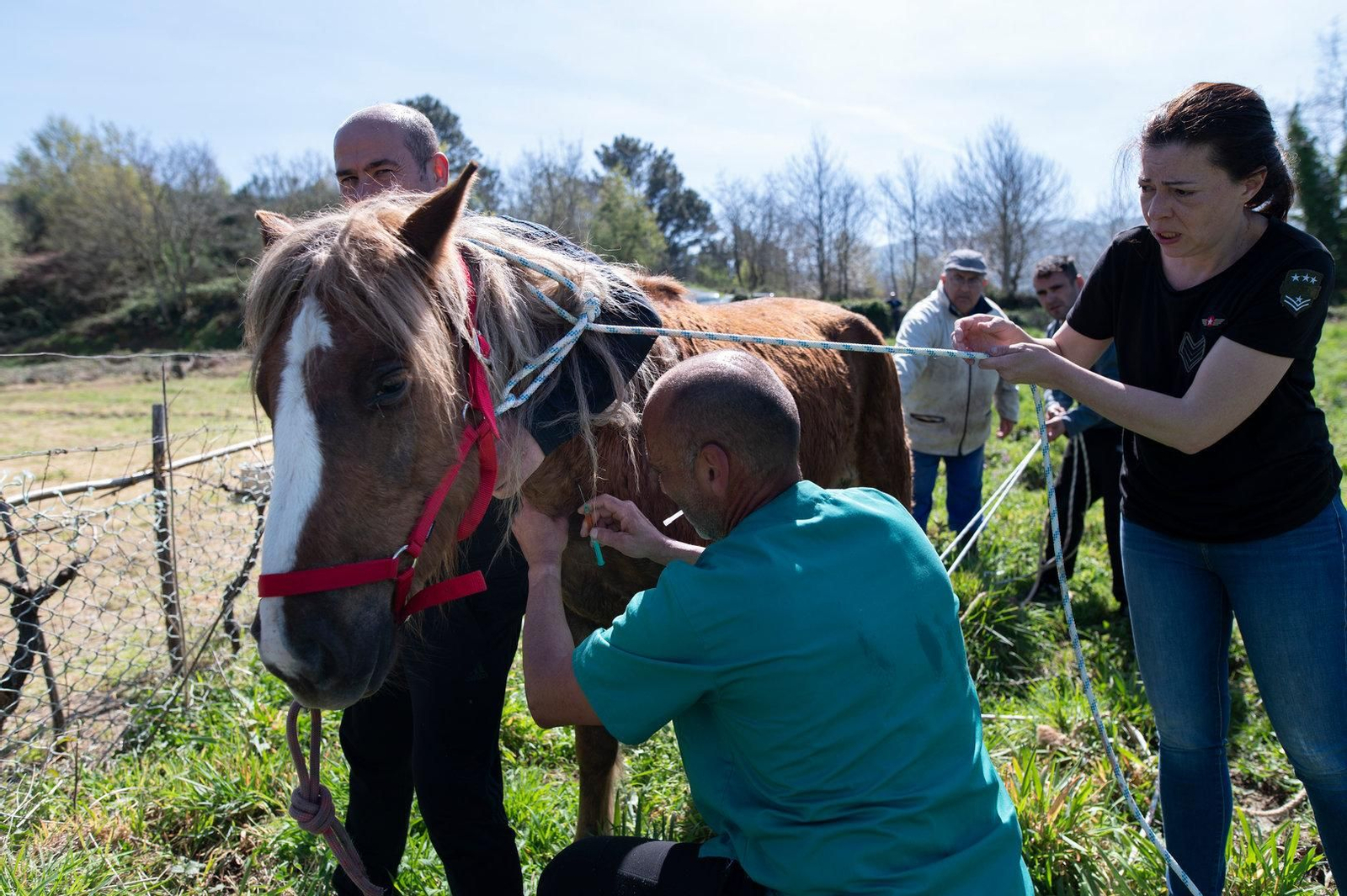 El veterinario anestesia a la yegua Tina.