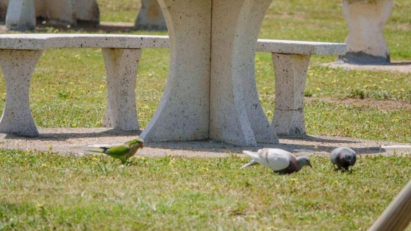 Samil, ayer, menos gaviotas y más palomas y cotorras.