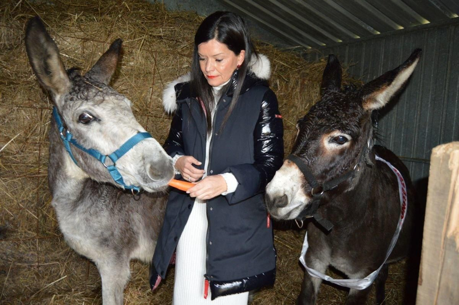 Nidia Arévalo ìnvitando a zanahoria al guapo  'Milucho' ante la mirada de 'Begoña', que en breve será ‘mamá’.