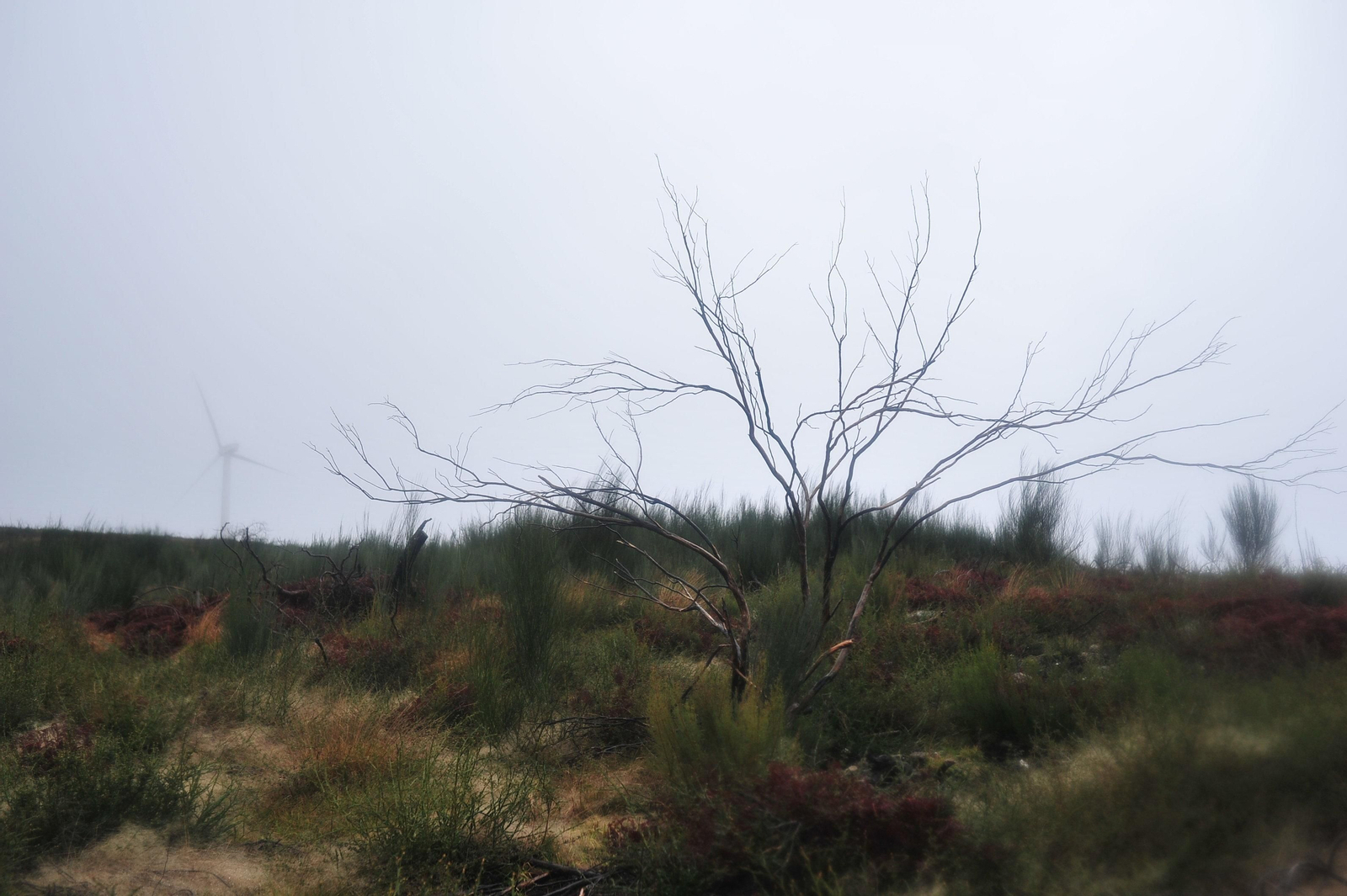 PARADA DE SIL, CABEZA DE MONTE MEDA 29/01/2020.- Degradación paisajística y medioambiental tras los incendios del 2017, Ribeira Sacra. José Paz